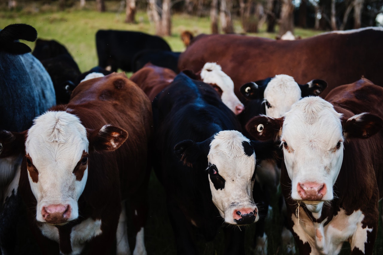 Pricing issues facing Australian Dairy Farmers